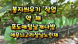 샤인머스켓 봉지씌우기, 현장사례 공유 3번째