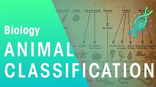 Animal Classification | Evolution | Biology | FuseSchool