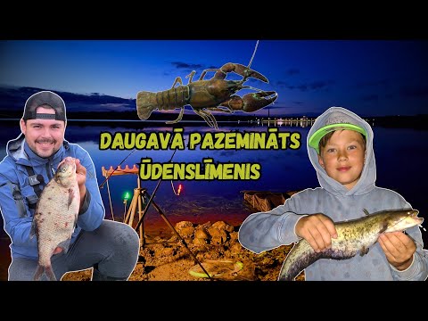 Brekšu un samu cope Daugavā! Rīgas HES ūdenskrātuve pie pazemināta ūdenslīmeņa! Ķeru vēžus un dēles!