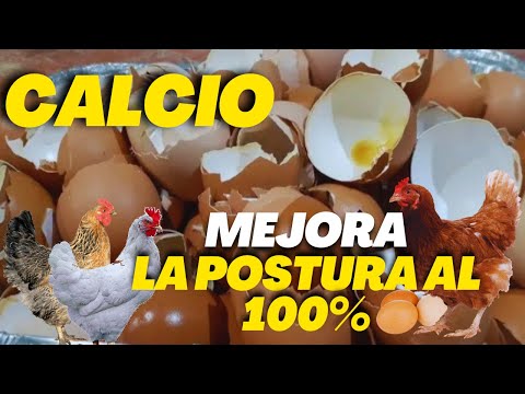 , title : 'CALCIO para Tus GALLINAS PONEDORAS MEJORA la POSTURA a un 100%'