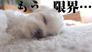常に元気いっぱいなマルプーが限界を迎えてしまいました…【実家帰省】