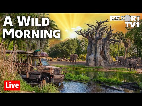 🔴A Wild Morning at Disney's Animal Kingdom - 6-27-21 - Walt Disney World Live Stream