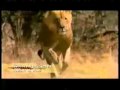 Lionsandme1000 S Lies About Smilodon Another Lie From Lion Fans