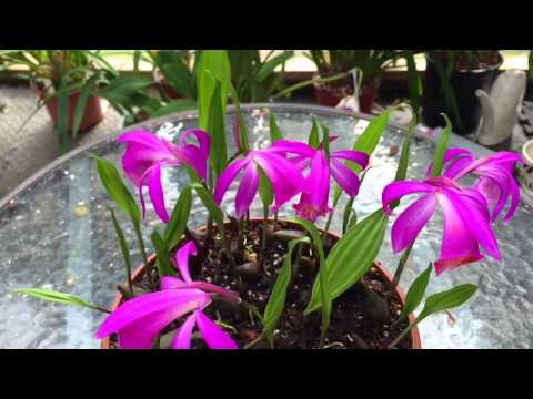 ORCHID CARE: BLOOMING PLEIONE ORCHIDS SPRING AND SUMMER CARE