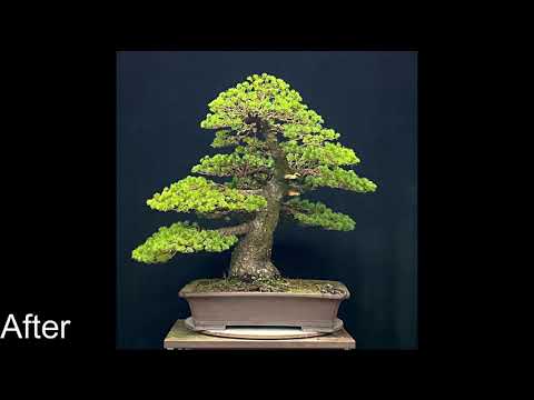 Bonsai Pinus parviflora "zuisho" - timelapse