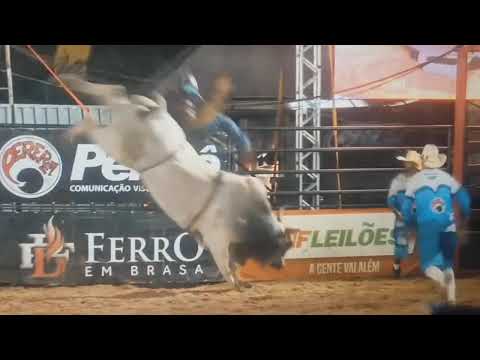 Auriflama Melhores momentos do Rodeio em touros 