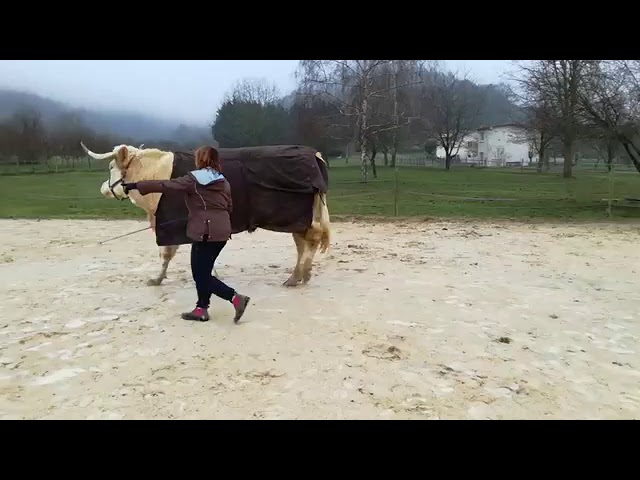 Когда в душе ты чистокровный конь