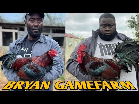 Madigan Claret Greys Kelso - BRYAN FARM