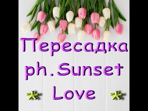 ОРХИДЕЯ ph.Sunset Love:ПЕРЕСАДКА.