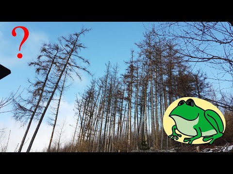 Froschfelsen im Nordharz - unterwegs mit der Wanderkaiserin
