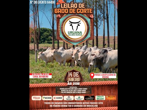 Leilão de Gado -  Uruana Leilões - Leilão de Gado de Corte em Goiás @canal.boiadeiro #live #gado