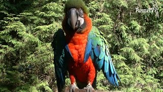 First Signs of Parrot Disease