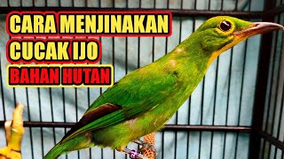 Download lagu HOW TO TAME A CUCAK IJO FROM FOREST MATERIALS, THE KEY IS PATIENCE AND MAKE THE MOST OF YOUR FREE... mp3