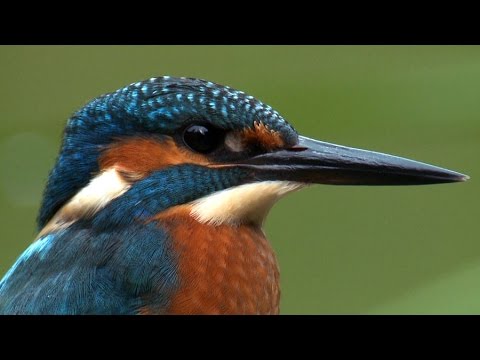 ZIMORODEK polowanie na ryby