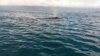 Amazing Whale Watching Experience