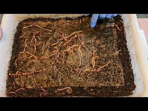 Old Euro nightcrawler worm bag fed & younger bin left to forage - vermicomposting