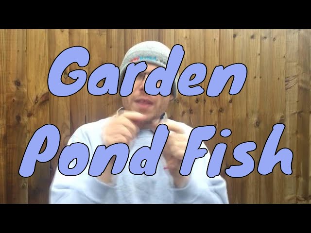 Different Types of Fish You Can Keep in Your Garden Pond | Any Pond Limited | UK
