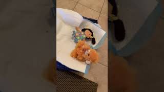 Chipoo Puppies Videos