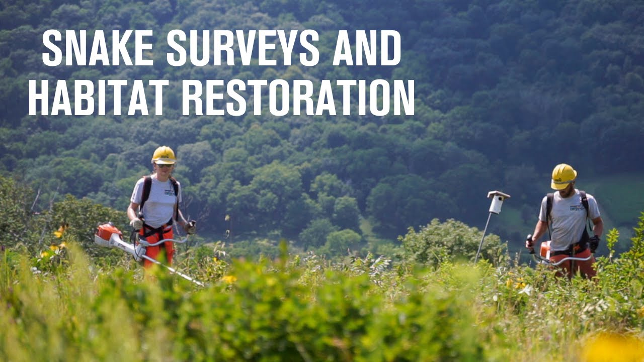 A Day in the Life of Conservation Corps Rochester Crew | Tracking Timber Rattlesnakes
