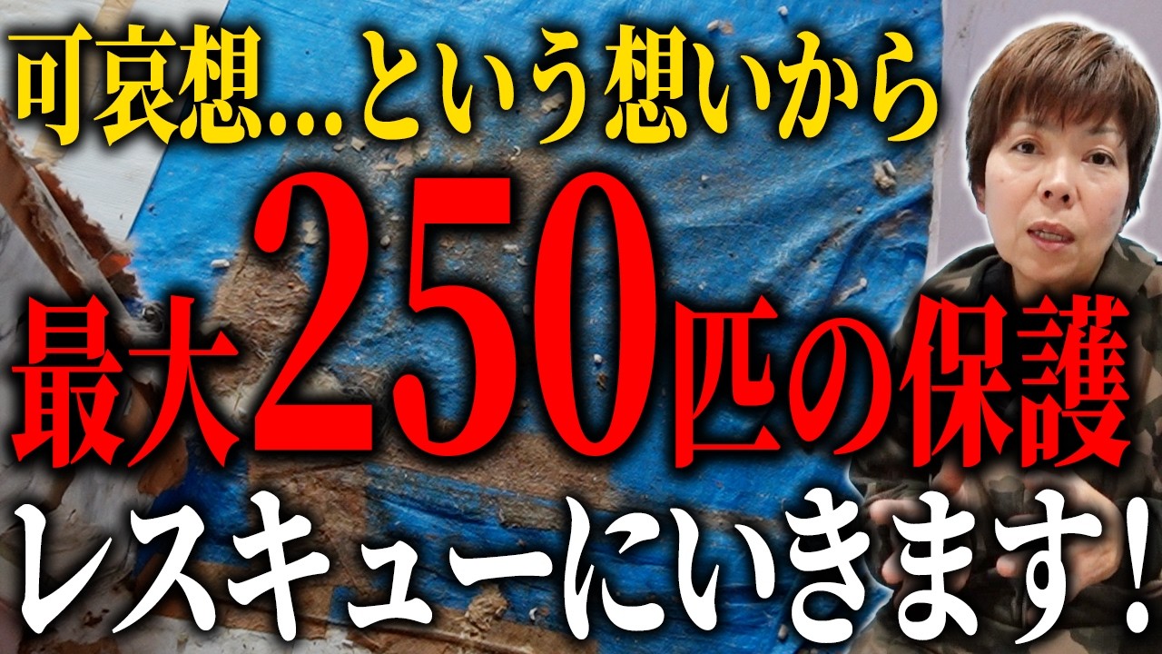 「可哀想」から始まった最大250匹に――限界を超えた現場に迫る！