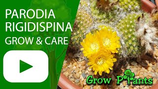 Parodia rigidispina - grow & care (Ball cactus)