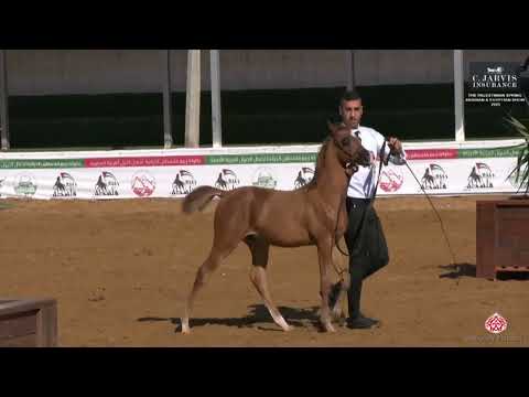 N 1 Saif Al Awamreh   The Palestinian spring Arabian Show 2023   Futurity Colts Class 1