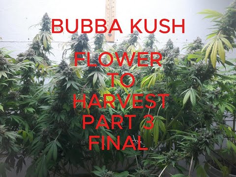 Bubba Kush - seed to harvest - 1000W hps - amazon 40W LED strip lights - Part 3 - final - Frosty