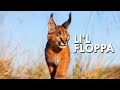 Caracal King Of The Flop