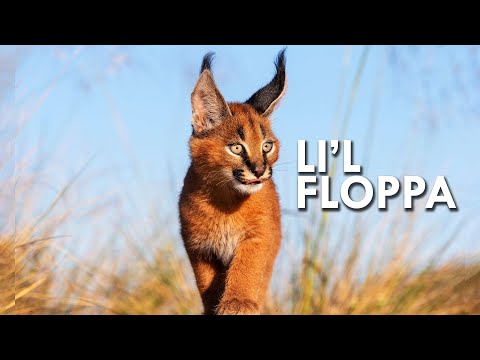 Caracal: King of the Flop - YouTube