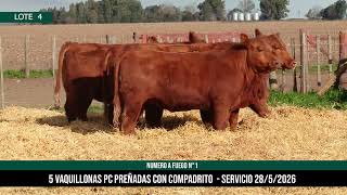 5 Vaquillonas PC Preñadas - Los Choles - Plaza Ganadera