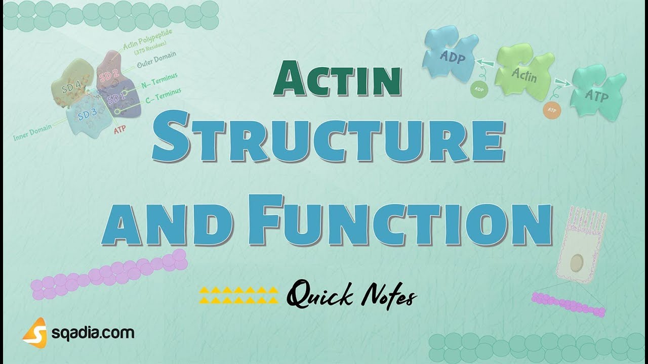 Actin - Structure and Function | Cell Proteins and Cell Filaments