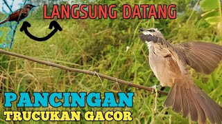Download lagu Pancingan Trucukan Pikat Terampuh Terbukti Bikin Nyaut dan gacor Trucuk Lain @bobkicau mp3 Download lagu Pancingan Trucukan Pikat Terampuh Terbukti Bikin Nyaut dan gacor Trucuk Lain @bobkicau mp3