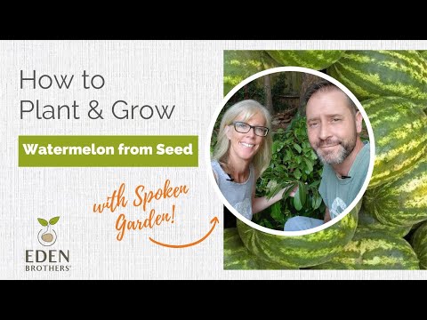 How to Plant and Grow Watermelon from Seed