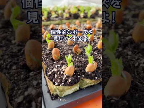 屋内で種子から段階的に播種するにはどうすればよいですか？  庭園