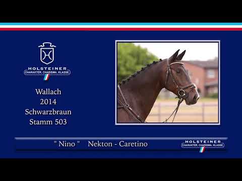 Holsteiner Sommer-Reitpferdeauktion | Nr. 03 Nino v.  Nekton - Caretino