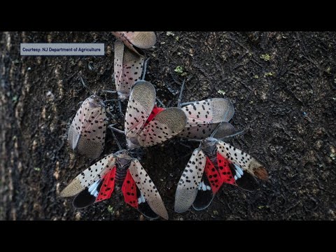 NJ Department Of Agriculture & Spotted Lanternflies