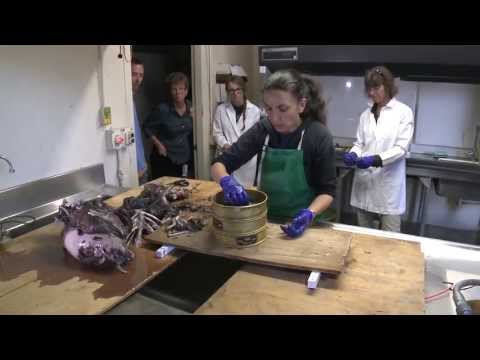 NOAA Fisheries: A Mako Shark's Last Meal