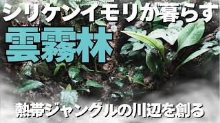 【ビバリウム】シリケンイモリが暮らす雲霧林の制作 | 熱帯ジャングルの川辺を創る