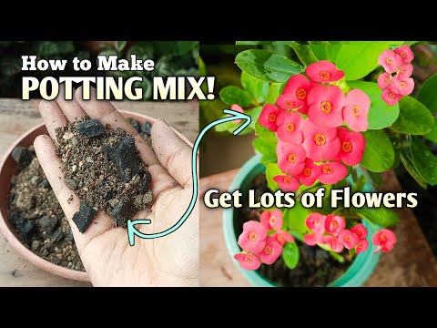 Crown of Thorns Plant Care// Potting Mix// Euphorbia milii