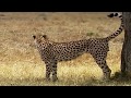 Big Cat Diary Season 3 Episode 6 The Aftermath BBC HD
