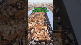 Download lagu Thousands of cows in 1 farm #cows mp3