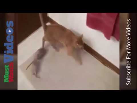 Reail life Tom and jary