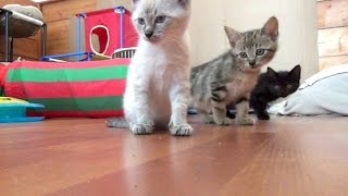 The Adorable 7 Foster Kittens - Speedwell &amp; The New Toy - Vlog #7