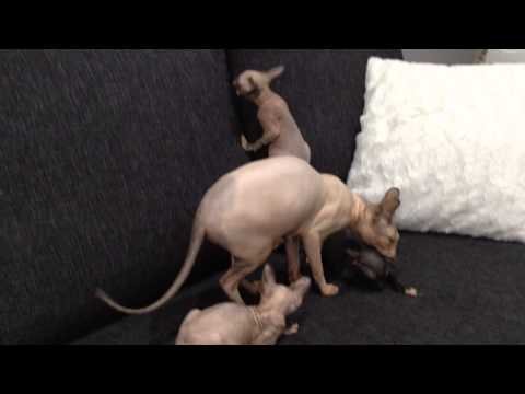 Cuiran Cattery Zorro, Zina ja Zino