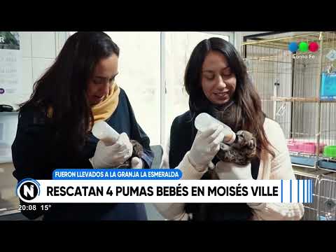 Rescataron cuatro pumas bebés en Moises Ville y los trasladaron a Santa Fe