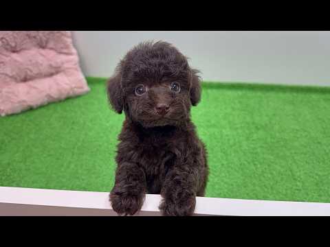 YouTube動画のサムネイル