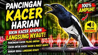 Download lagu SUARA PANCINGAN KACER AMPUH UNTUK MENAIKAN EMOSI KACER DALAM SEKETIKA mp3