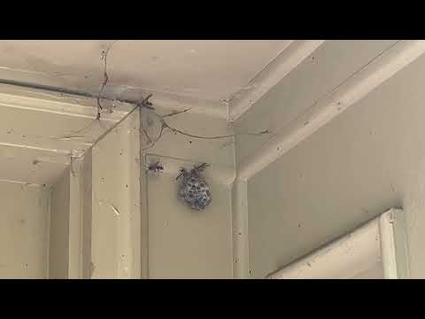 Paper Wasps Too Close to the Front Door in...