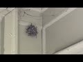 Paper Wasps Too Close to the Front Door in Franklin Park, NJ
