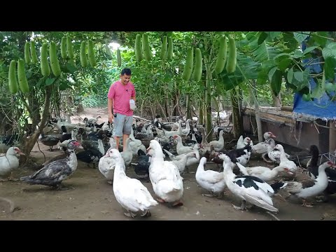 Make Money in Raising Muscovy Ducks, Reasons why it's good to invest in Muscovy Duck Farming!